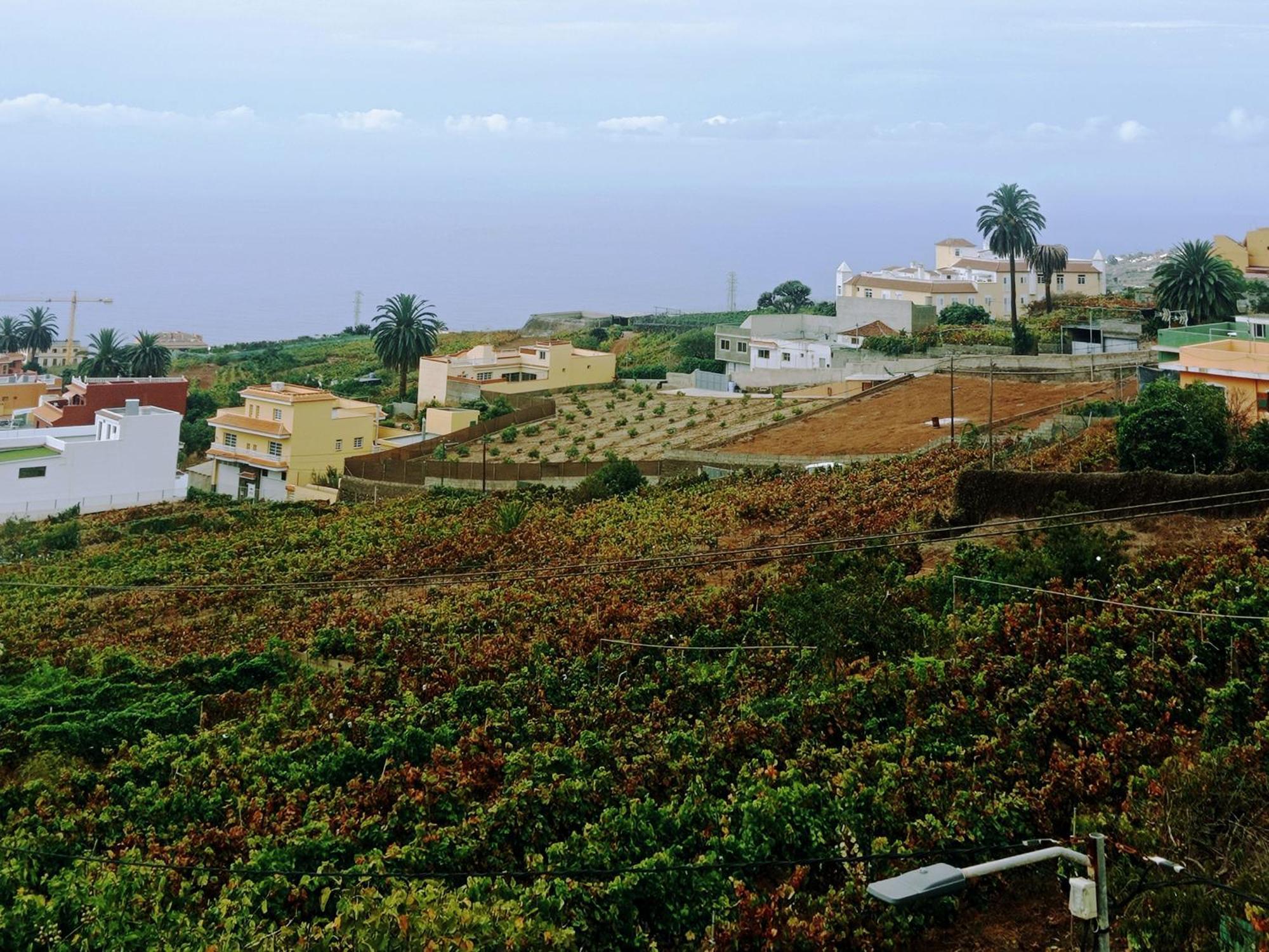 Willa Live La Victoria Carril - Casa Acogedora Y Familiar Con Terraza Completa La Victoria de Acentejo Zewnętrze zdjęcie